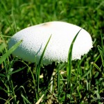 Mushroom on top of the hill