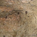 Bats inside the Japanese Tunnel