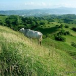 Cow at Vayang Rolling Hills