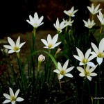 Flowers around Batanes Resort