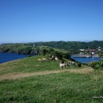 Cows - View from the hill