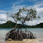 Mangroves at CYC Beach