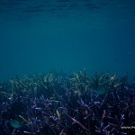 Corals at Skeleton Wreck