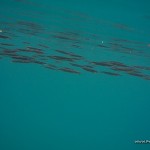 Fishes in Kayangan Lake