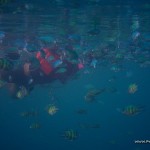 Loads of fishes at Siete Pecados