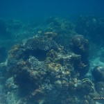 Coral Reefs and Sea Urchins at Skeleton Wreck