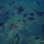 Coral Reefs and Fishes in Siete Pecados