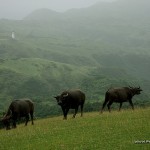 Carabaos at Racuh A Payaman (Marlboro Country)