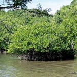 Mangroves around Calauit Safari Park