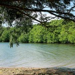 More Mangroves around Calauit Safari Park