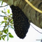 Beehive at Calauit Safari Park