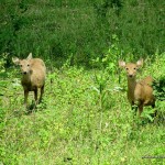Calamian Deer - Calauit Safari Park