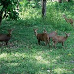 Calamian Deer - Calauit Safari Park