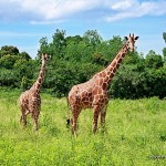 Giraffes - Calauit Safari Park