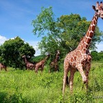 Giraffes - Calauit Safari Park