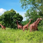 Giraffes - Calauit Safari Park