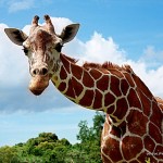 Hermie - The Friendly Giraffe at Calauit Safari Park