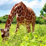 Giraffes - Calauit Safari Park