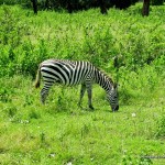 Zebra - Calauit Safari Park