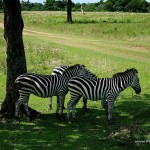 Zebras - Calauit Safari Park