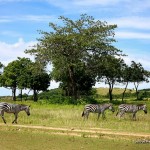 Zebras - Calauit Safari Park