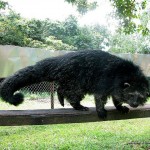 Palawan Bearcat - Calauit Safari Park