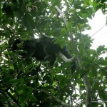 Palawan Bearcat sleeping on top of a tree - Calauit Safari Park