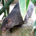 Porcupine - Calauit Safari Park