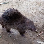 Porcupine - Calauit Safari Park