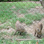 Wild Boars - Calauit Safari Park