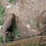 Wild Boars - Calauit Safari Park