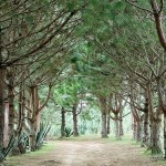 Pine Trees at Camp Sabros