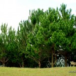 Pine Trees at Camp Sabros