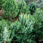 Pine Trees at Camp Sabros