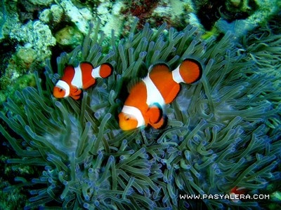 Clownfishes around the anemone