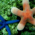 Starfishes at Marissa Reef 1