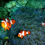 Clownfishes at Marissa Reef 1