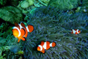 Diving at Marissa Reef in Samal Island, Davao