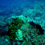 Corals at Marissa Reef 1