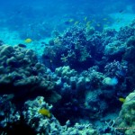 Corals at Marissa Reef 1