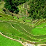 Banaue Rice Terraces in Ifugao