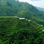 Banaue Rice Terraces in Ifugao