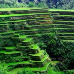 Banaue Rice Terraces in Ifugao