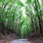 Bilar Man-made Mahogany Forest (Bohol Forest)