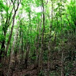 Mahogany Trees