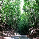 Bilar Man-made Mahogany Forest (Bohol Forest)