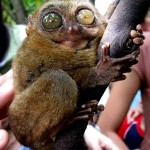 Bohol Tarsier