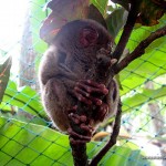 Bohol Tarsier