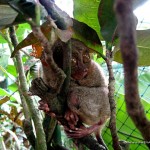 Bohol Tarsier