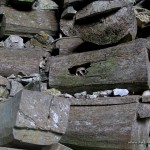 Coffins at Lumiang Cave in Sagada